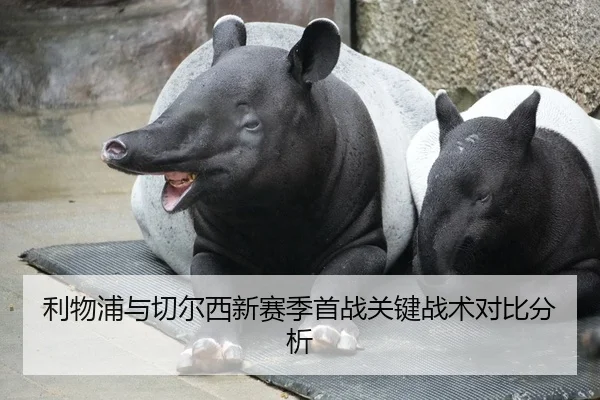 利物浦与切尔西新赛季首战关键战术对比分析